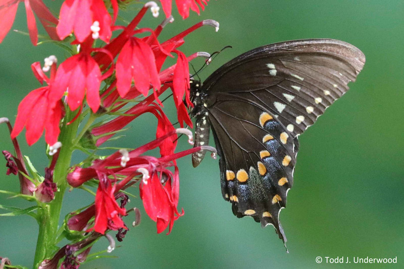 Ventral view of a Spicebush Swallowtail from August 3, 2019.
