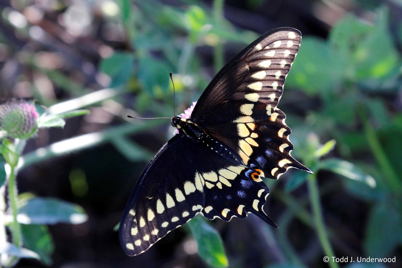 Dorsal view of male Black Swallowtail