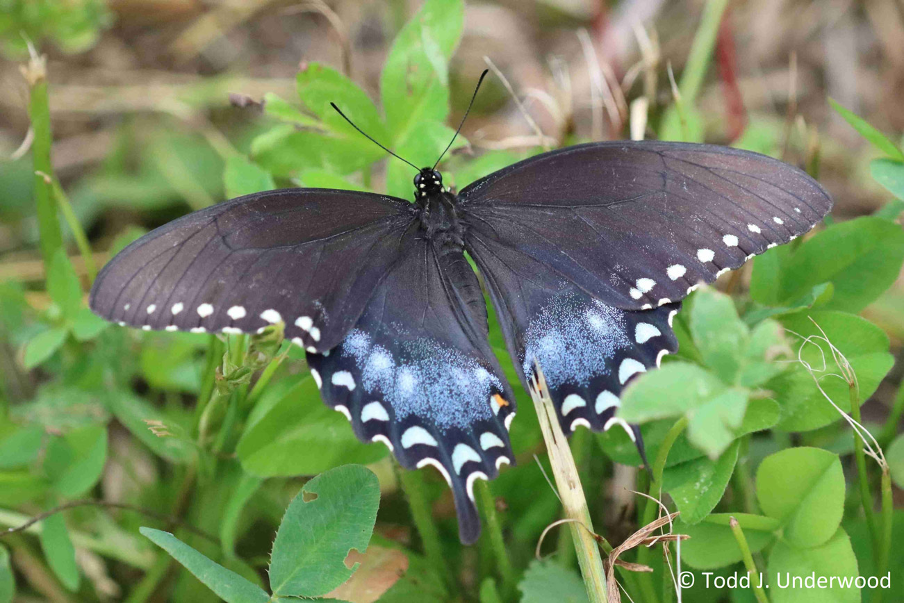 Dorsal view of a female Spicebush Swallowtail.