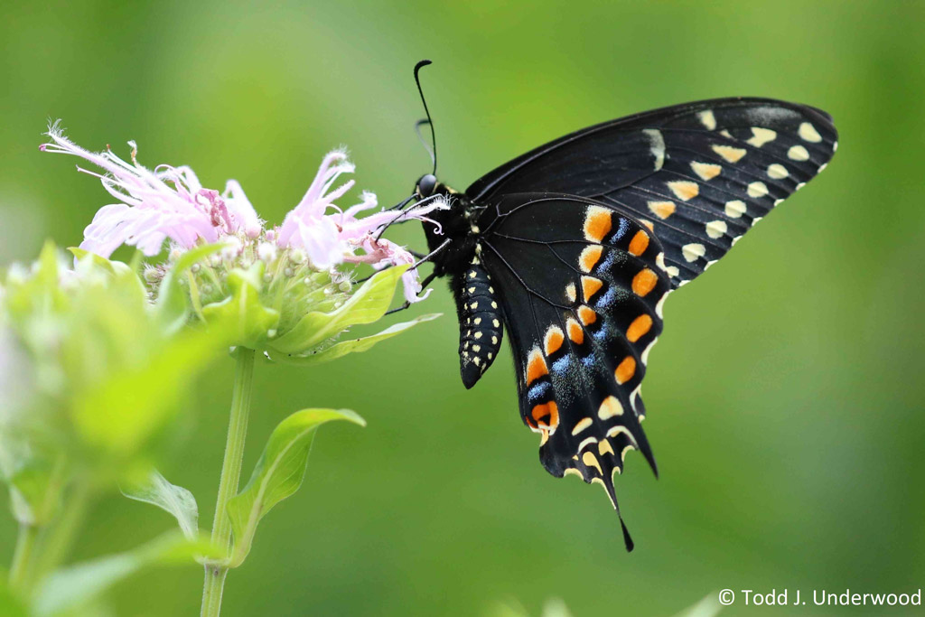 Ventral view of a Black Swallowtail.
